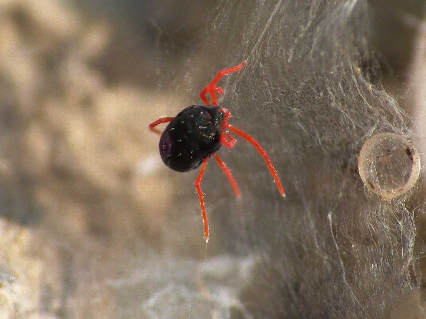 Blu zampe rosse: Halotydeus sp. (Penthaleidae) - Tolfa (RM)
